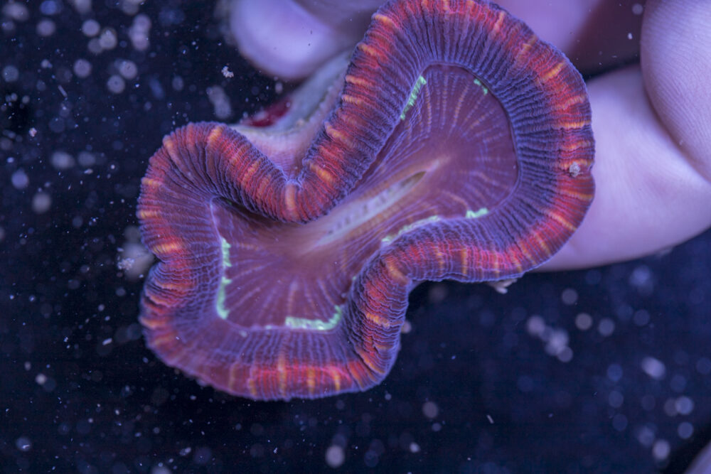 Trachyphyllia