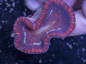Trachyphyllia