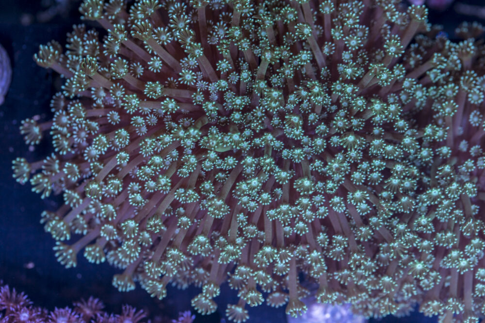 Goniopora