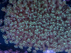 Goniopora
