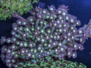 Goniopora