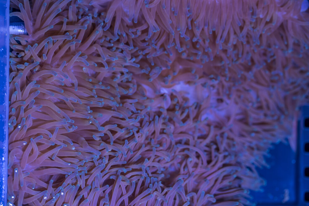 Magnifica Anemone