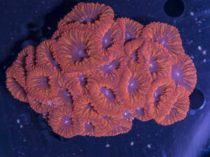 Blastomussa