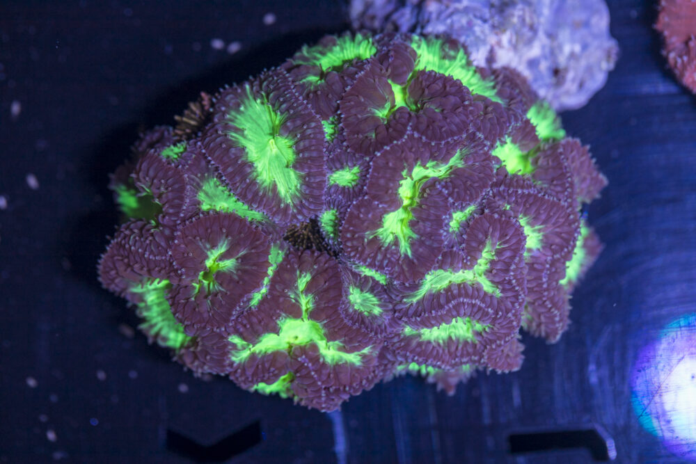 Blastomussa
