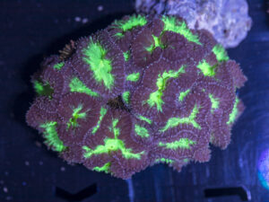 Blastomussa