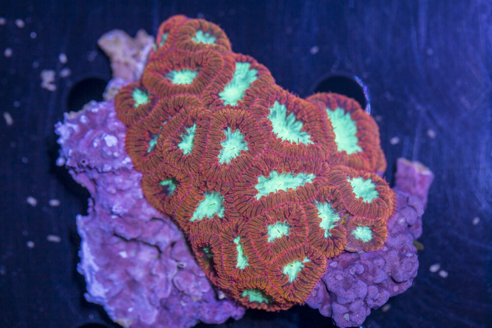 Blastomussa