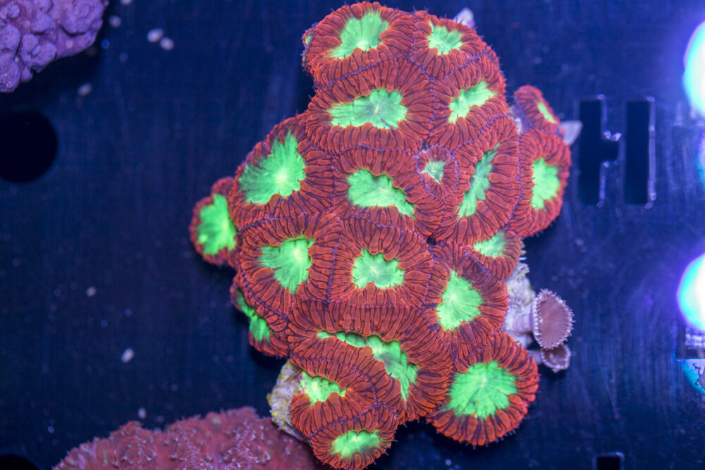 Blastomussa