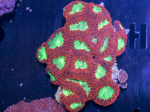 Blastomussa
