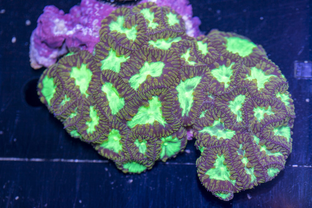 Blastomussa