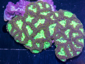 Blastomussa