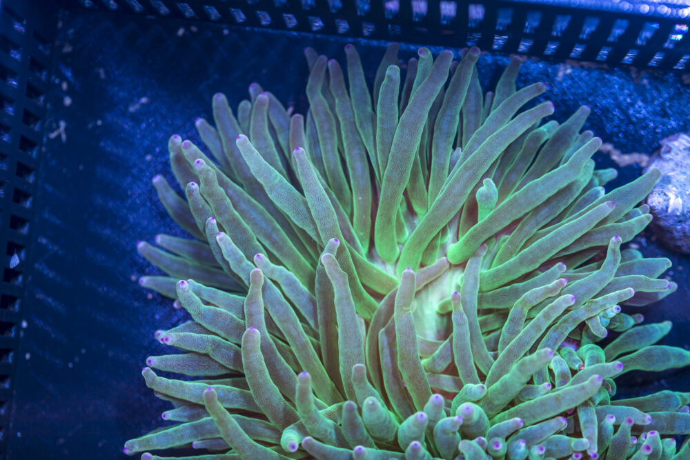 Bubble Tip Anemone