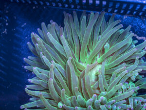 Bubble Tip Anemone