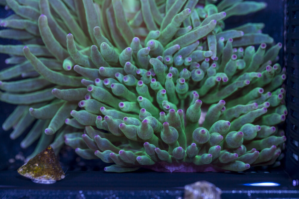 Bubble Tip Anemone