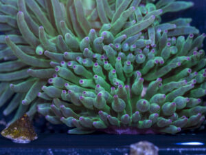 Bubble Tip Anemone