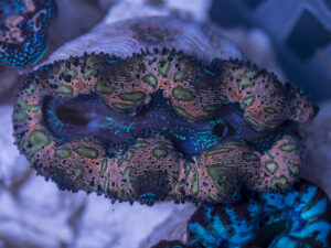 Clam - Crocea