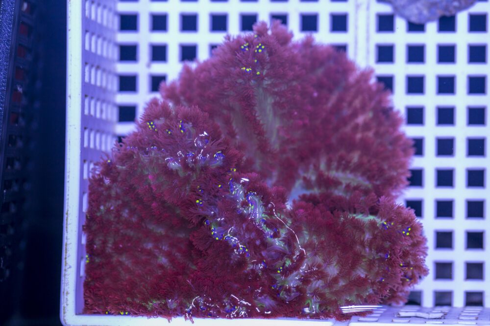 Hellfire Anemone