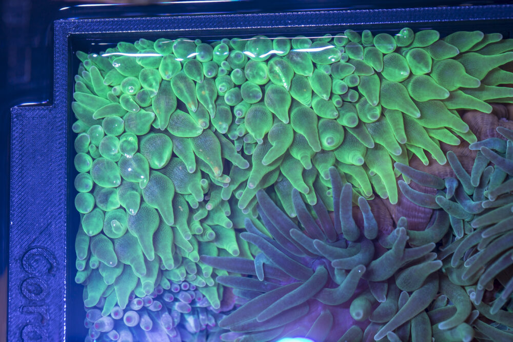 Bubble Tip Anemone