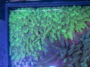 Bubble Tip Anemone