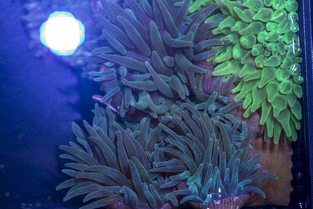 Bubble Tip Anemone