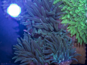 Bubble Tip Anemone