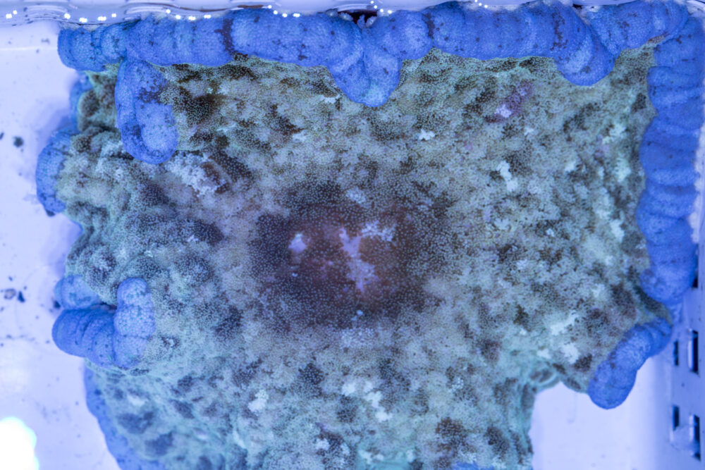 Adhesive Anemone