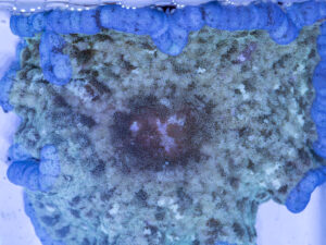 Adhesive Anemone