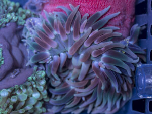 Crispa Anemone