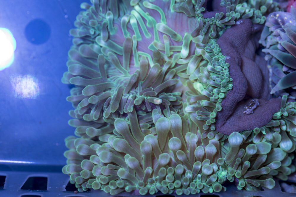 Bubble Tip Anemone