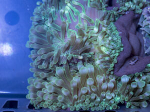 Bubble Tip Anemone