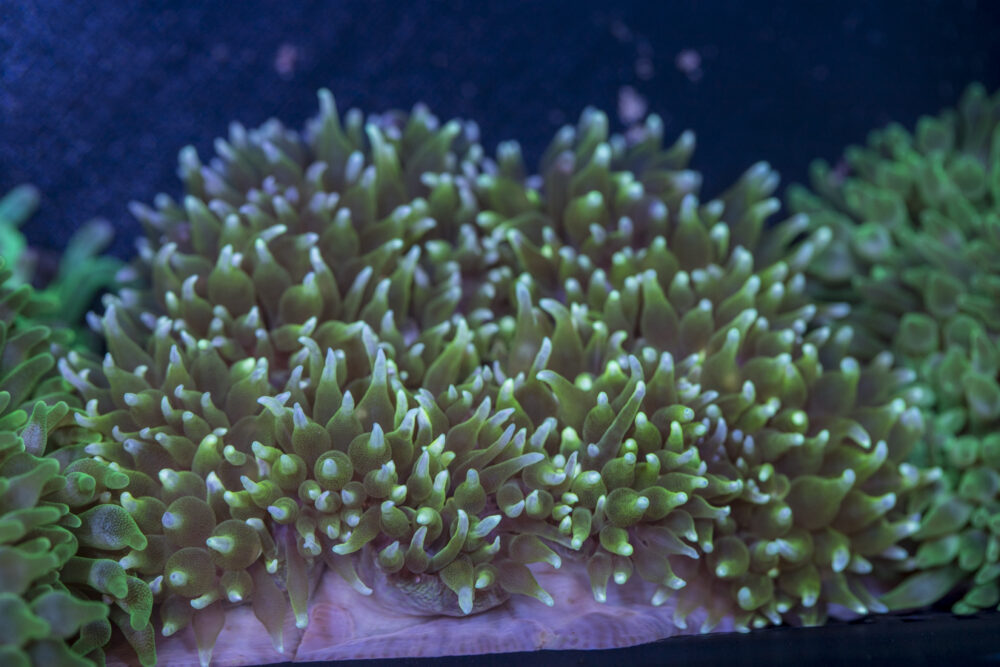 Bubble Tip Anemone