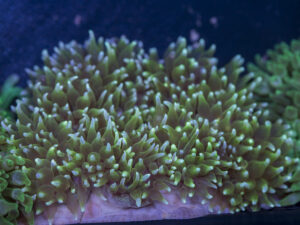 Bubble Tip Anemone