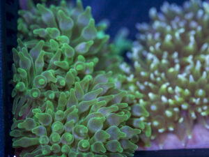 Bubble Tip Anemone