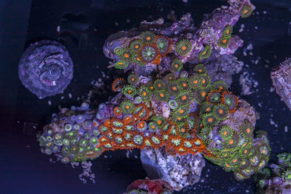 Zoanthids