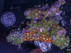 Zoanthids