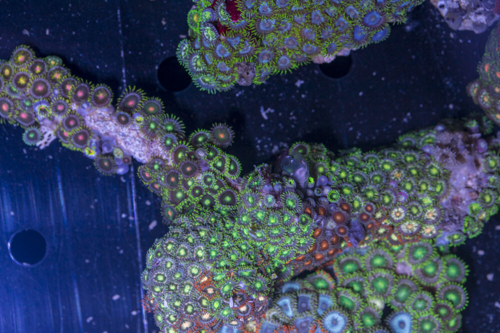 Zoanthids