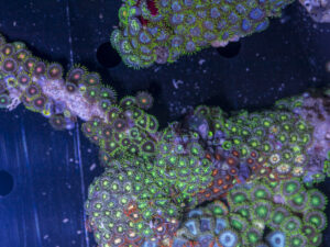 Zoanthids