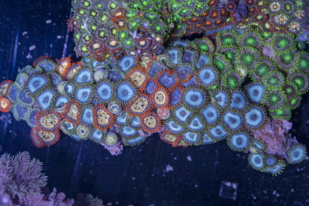 Zoanthids
