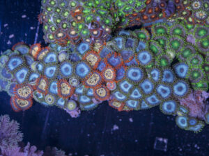 Zoanthids