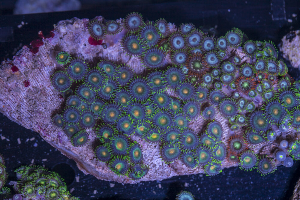 Zoanthids