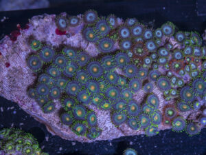 Zoanthids