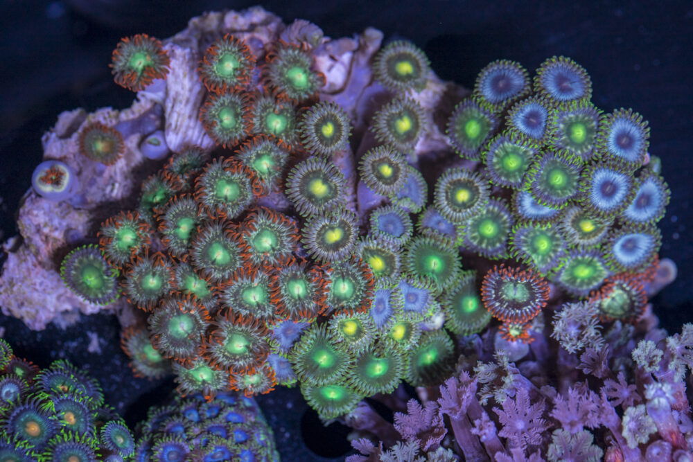 Zoanthids