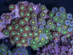 Zoanthids