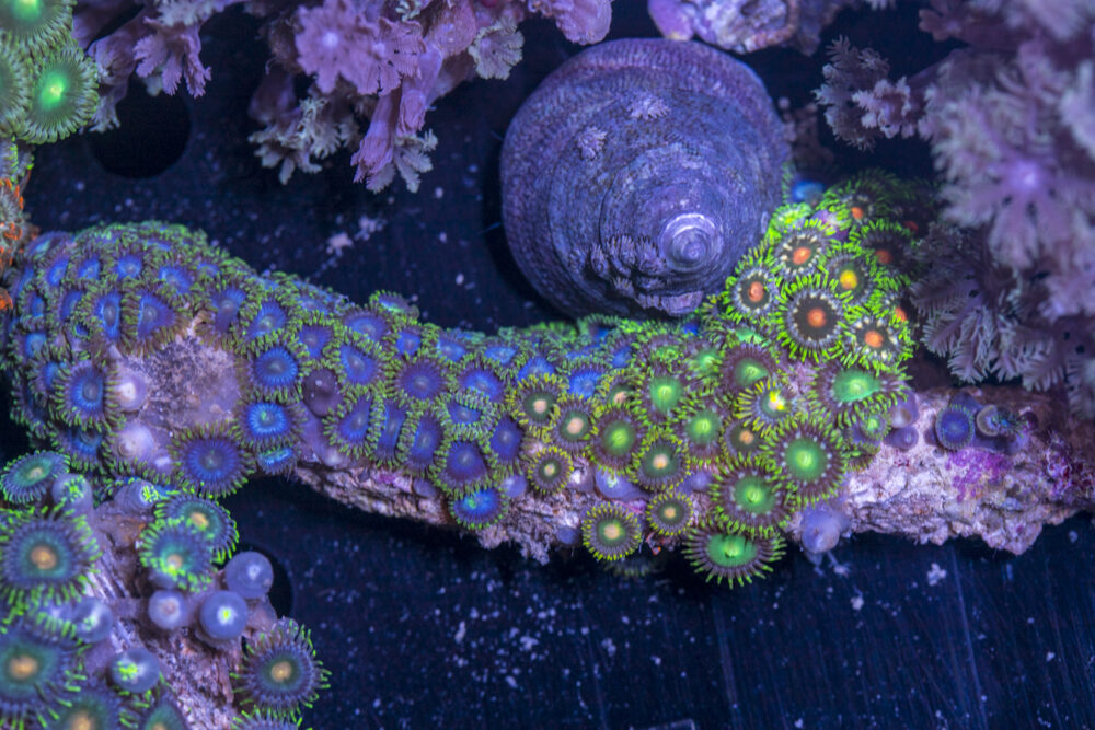 Zoanthids