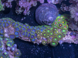 Zoanthids