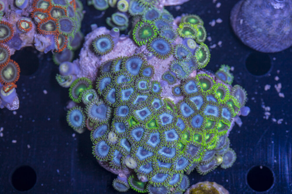 Zoanthids