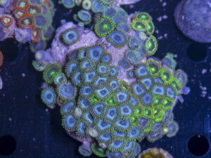 Zoanthids