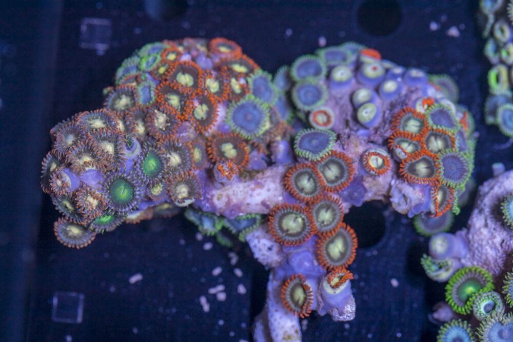 Zoanthids