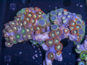 Zoanthids