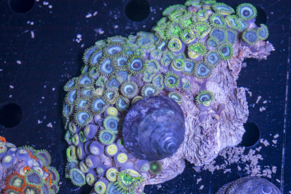Zoanthids