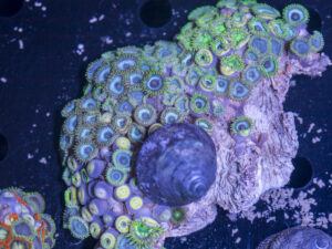 Zoanthids